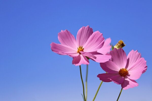 모건 하우절, 돈의심리학: 적당히 감성적인 것은 투자에 도움이 된다